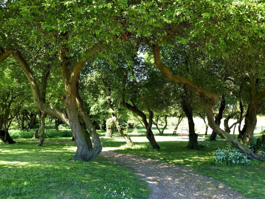 Green leafy trees with bendy old trunks and a path between them