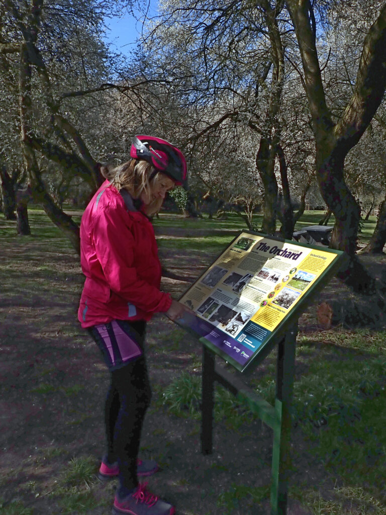 woman in cycling gear looking at the Orchard panel, large trees and plum blossom behind