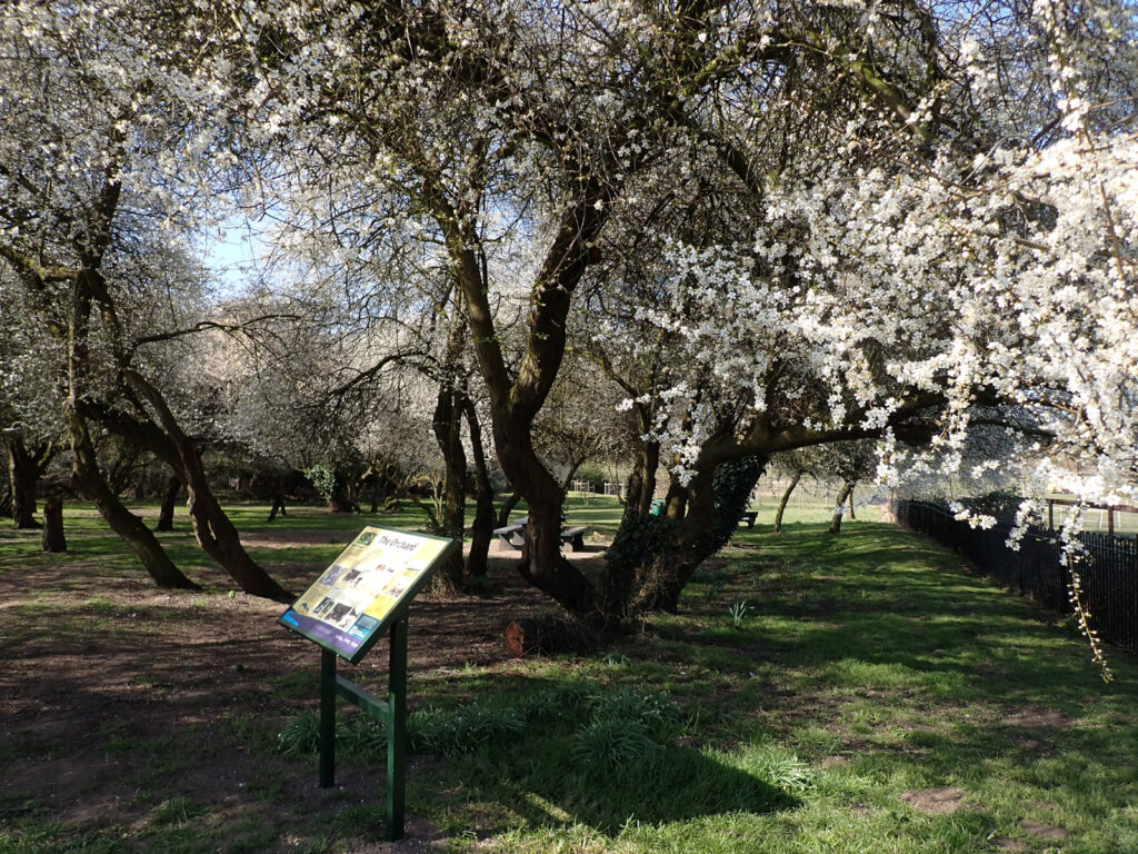 the Orchard – trees in blossom and a display sign