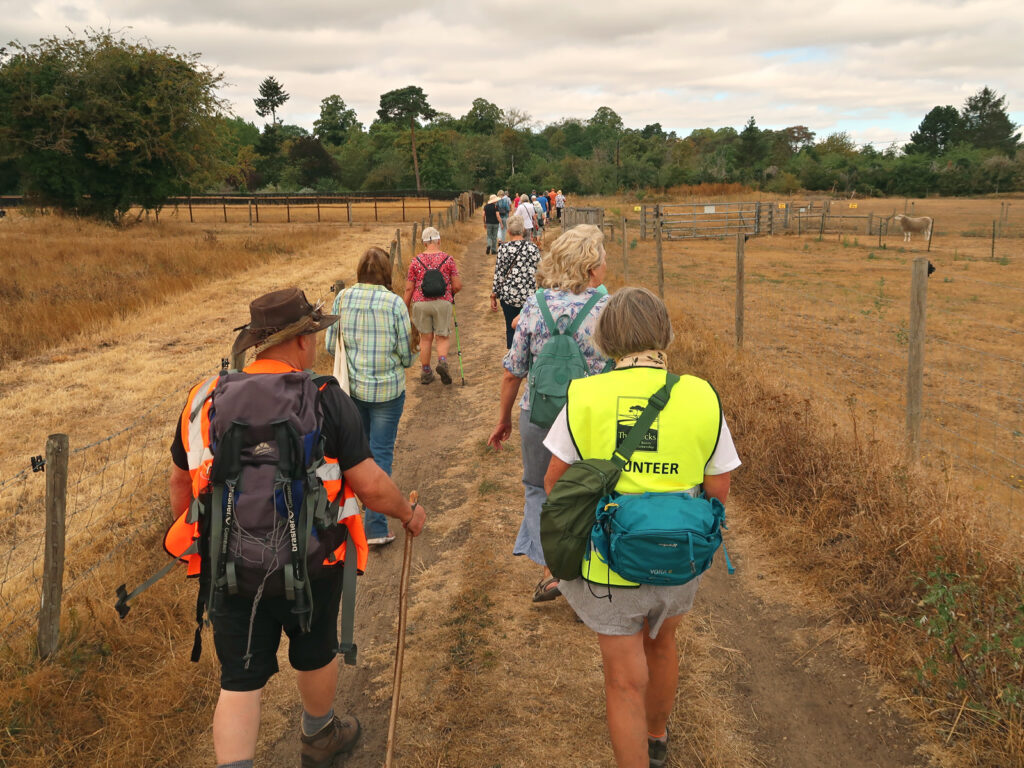 walkers and volunteers on the path across the animal enclosure fields at Town Street, dry grass, trees in the distance