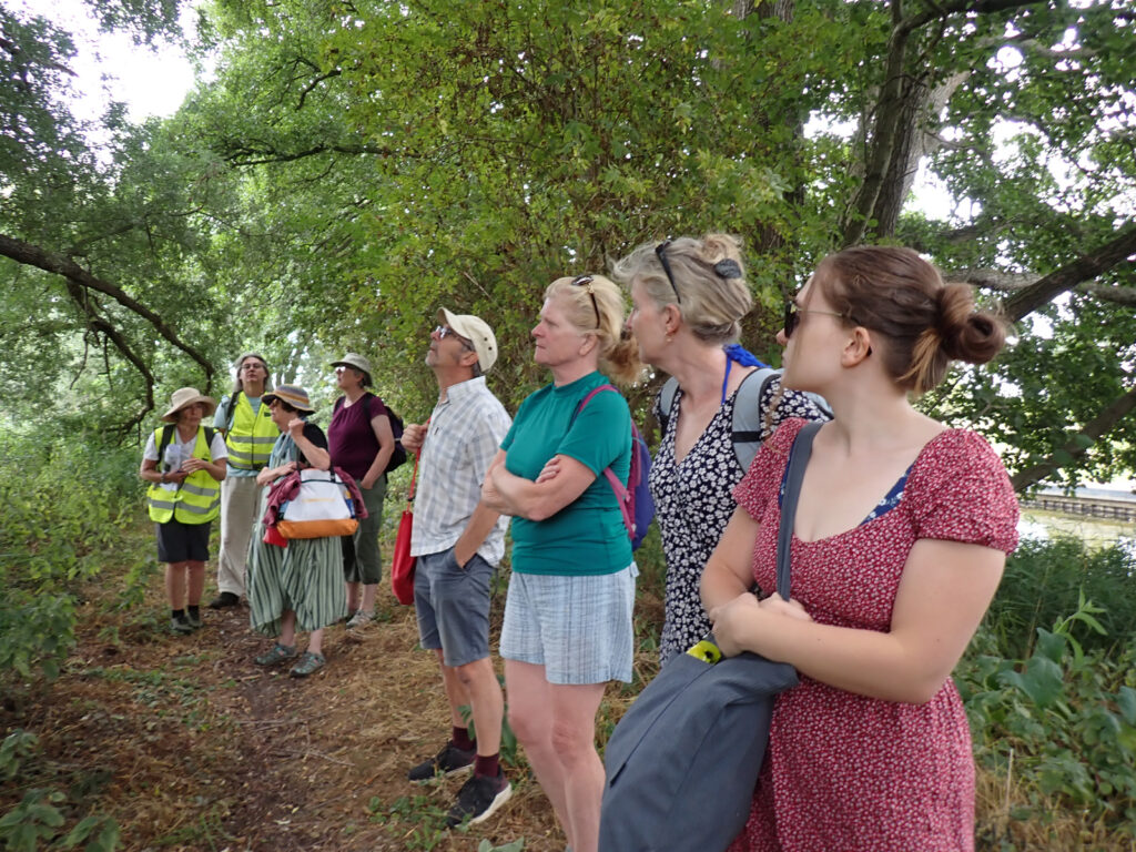 walkers looking at large tree, foliage and glimpse of jetty behind